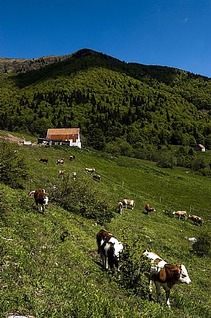 Mucche al pascolo